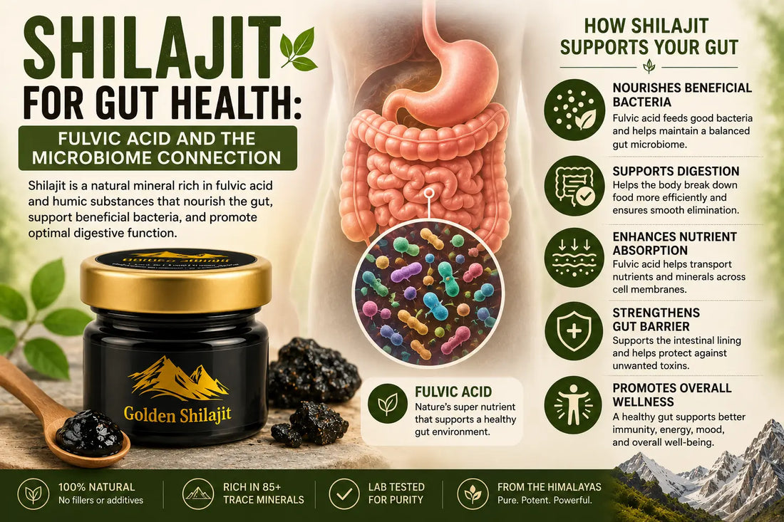 Shilajit for Gut Health: Fulvic Acid and the Microbiome Connection