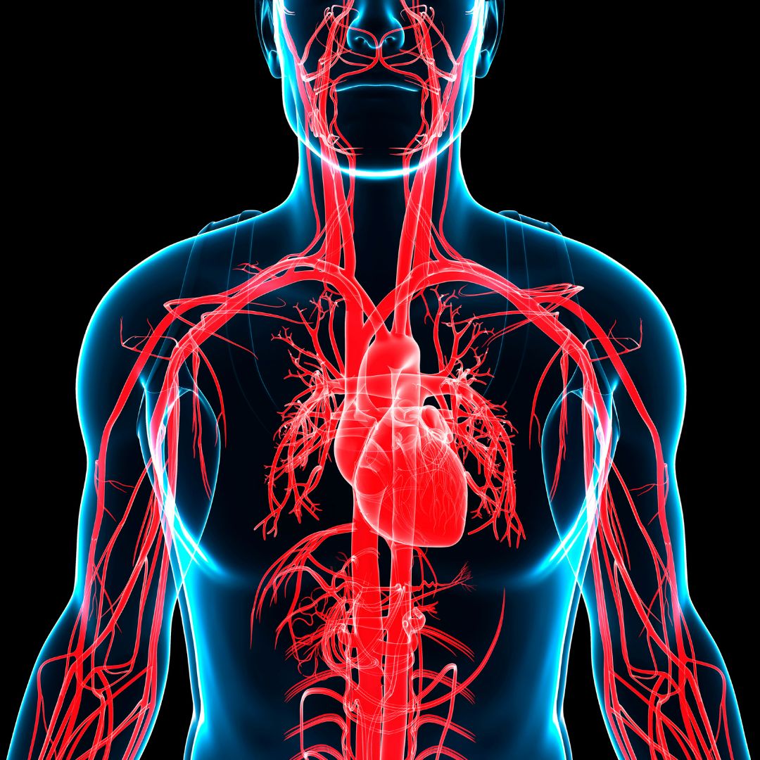 Shilajit and Heart Health: What Does the Research Say?